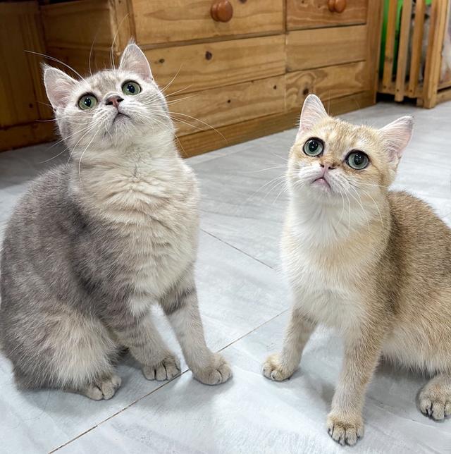 บริติชลดประชากร