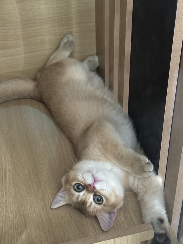 แมวบริติช ชอร์ตแฮร์