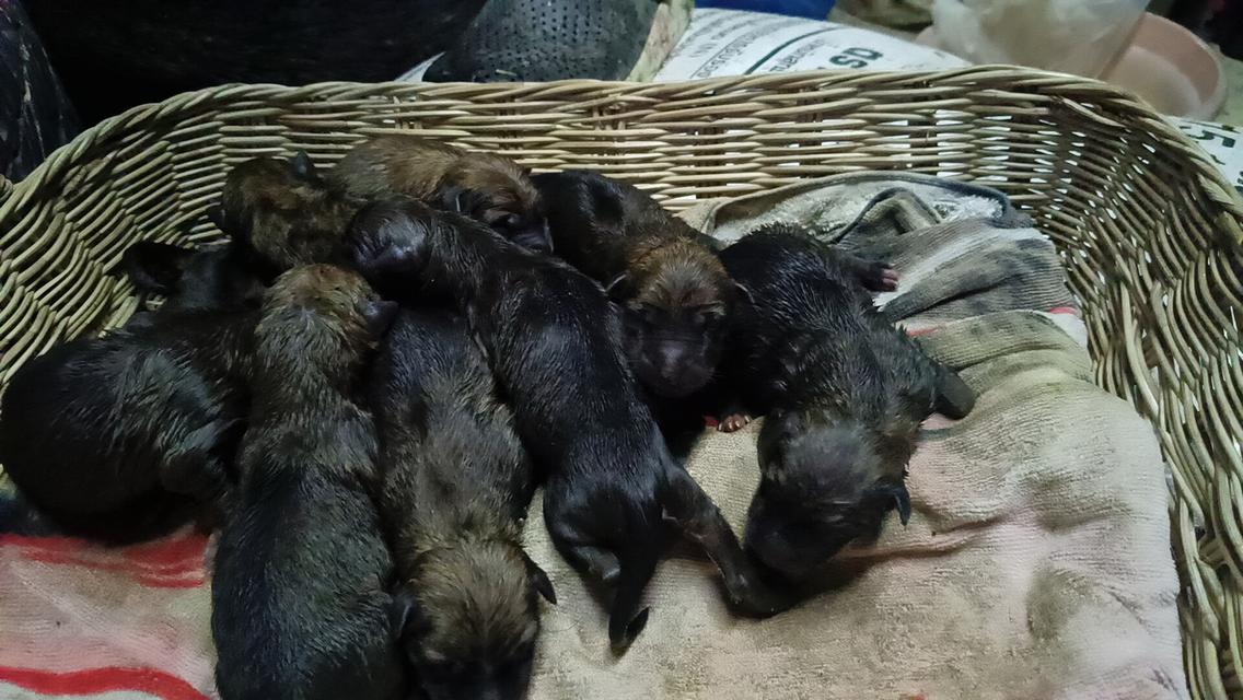 ลูกเยอรมัน เชพเพิร์ด 12ตัว ช และ ญ 4