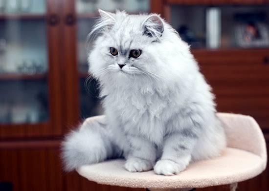 ขายแมวเปอร์เซีย (Persian cat) 3