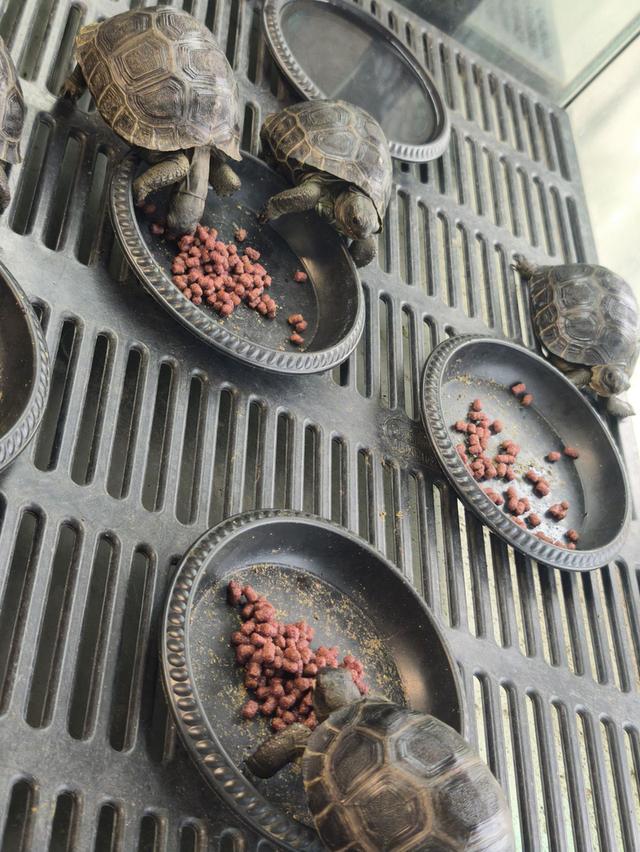 Baby aldabra giant tortoise