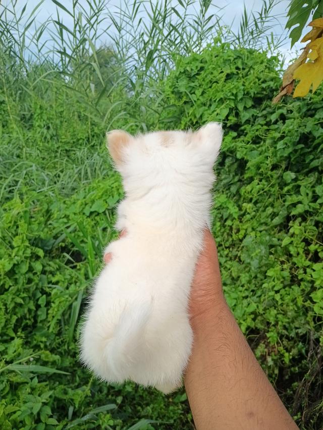 ชิวาวาไซค์เล็กขนยาว น่ารัก รูปที่ 8