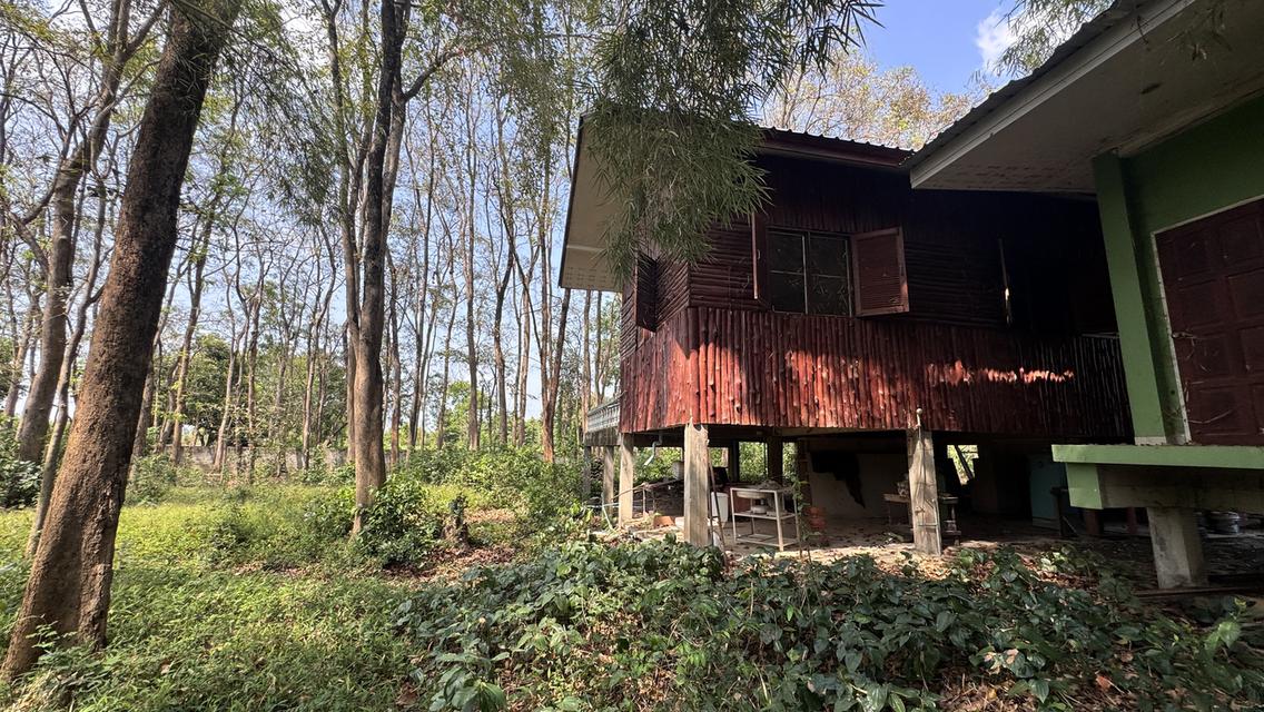 ขายที่สวน11 ไร่ พร้อมบ้าน2 หลัง มีรั้วล้อมรอบ ประตูรีโมท และรั้วล้อมสวน4ด้าน พร้อมต้นประดู่ ต้นกล้วย มะม่วง กระท้อน มะนาว มะกรูด 3