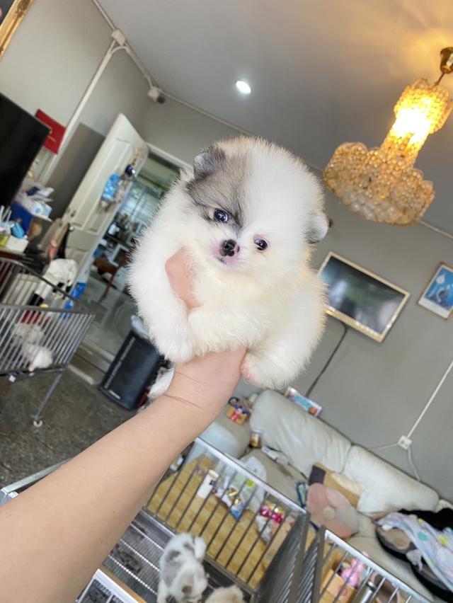 ลูกปอมแท้ พร้อมส่งถึงบ้าน