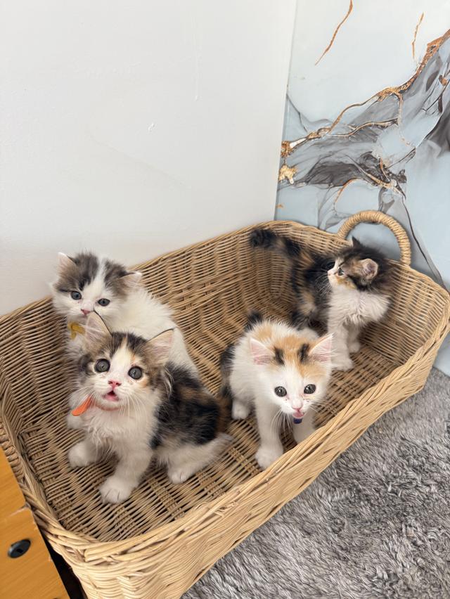 ลูกแมวพันธุ์สก๊อตติชแท้ รูปย่อยที่ 3