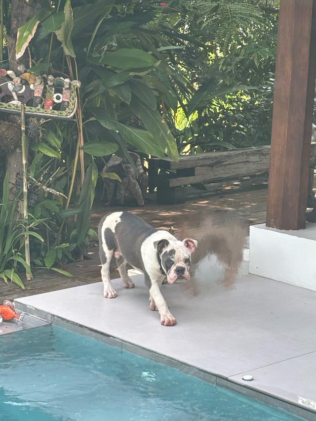 หาบ้านใหม่ให้บุลล็อก (American Bulldog) เพศผู้ อายุ 1 ปี — น้องร่าเริงและพลังเยอะมาก (เชียงใหม่) รูปที่ 4