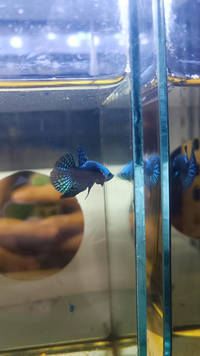 ปลากัดเอเลี่ยน ปลากัดไทย ปลาสวยงาม สัตว์น้ำ รูปที่ 4