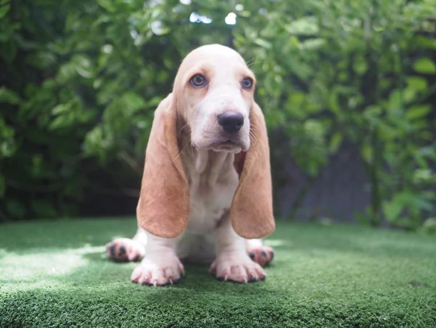 ลูกสุนัข Basset Hound เพศผู้