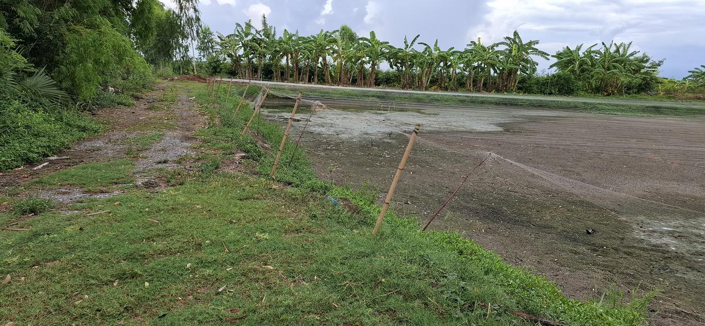 ที่ดินเปล่า 2ไร่ 3งาน กว่า อ.เมือง นครนายก ที่ดินเหมาะสำหับ เกษตรพอเพียง  ปลูกผัก เลี้ยงปลา ติดระบบชลประทาน อยู่ในเขตชุมชน มีนำทั้งปี 3