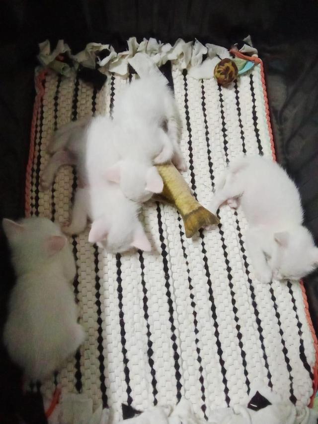 มาให้เลือกอีกแล้วจ้ากับน้องแมวขาวมณี สีขาวล้วน อายุ 2 เดือน