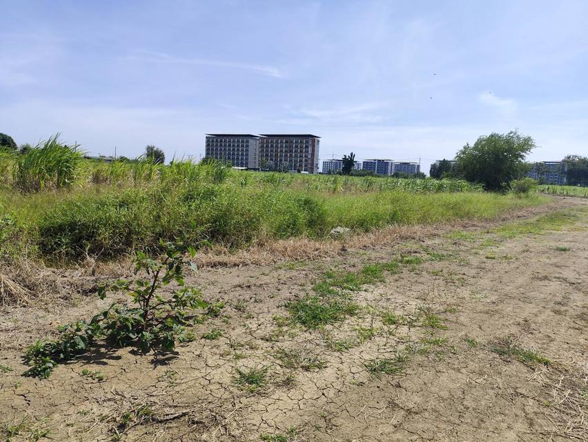 Sale large land 9.3 Rais suitable for projects or building house etc, can be subdivided Kamphaeng Saen District, Nakhon Pathom Province near Bangkok 6