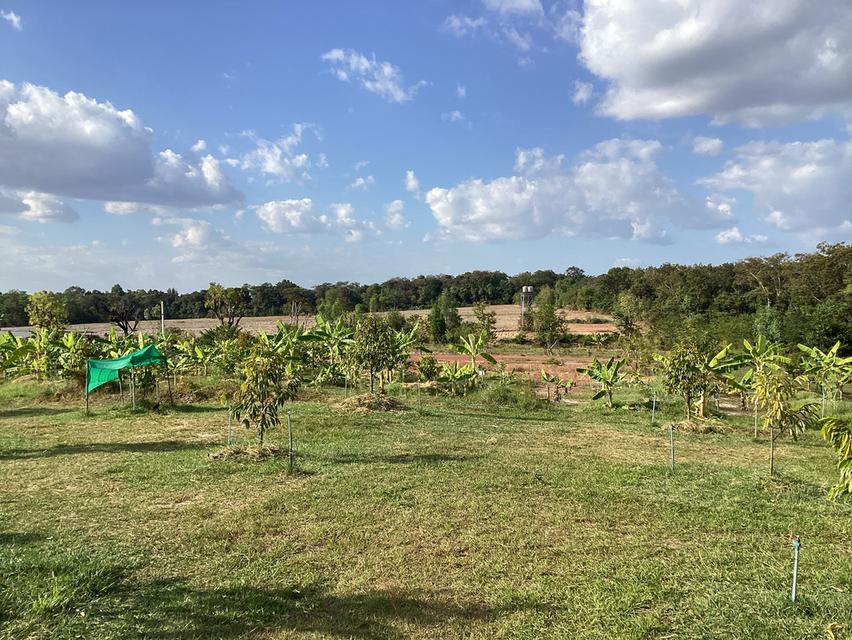 ที่ดินทำบ้านพักตากอากาศบนภูกระเเต จ.นครพนม 3