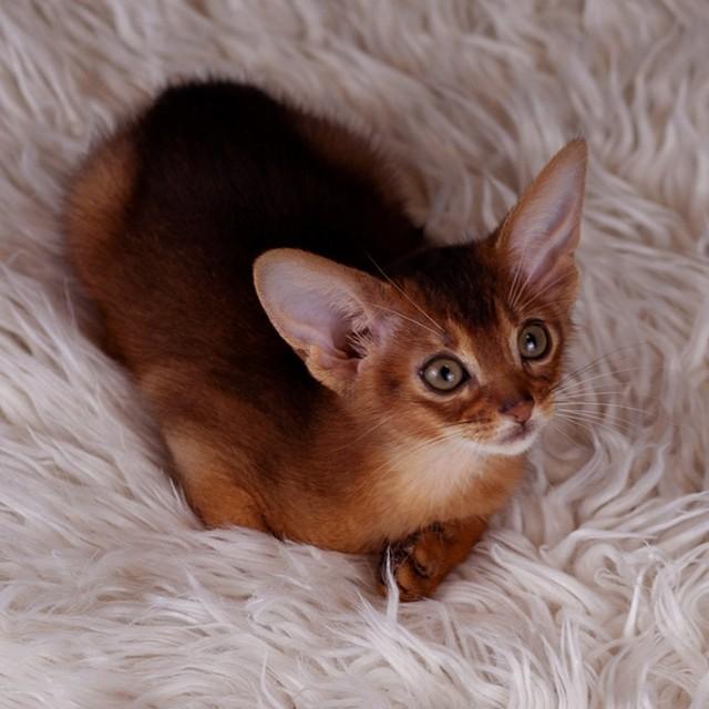 Abyssinian Kittens  WhatsApp me : +66 63 826 3042 รูปที่ 4