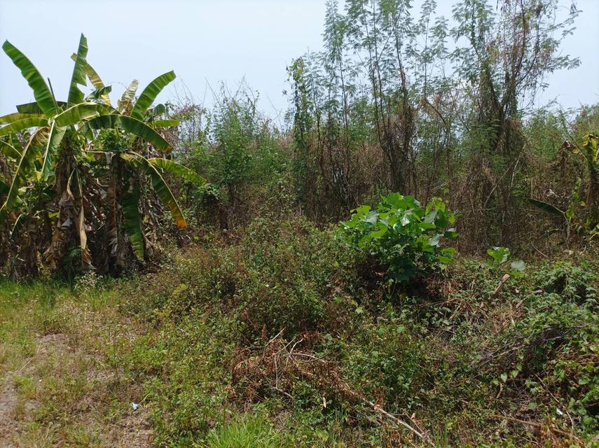 ขายที่ดิน 11ไร่95ตร.ว. ต.ป่าป้อง อ.ดอยสะเก็ด จ.เชียงใหม่ 6