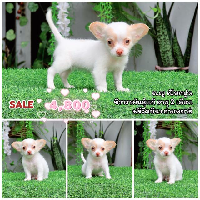Chihuahua sizeเล็กจิ๋วพร้อมซน 6