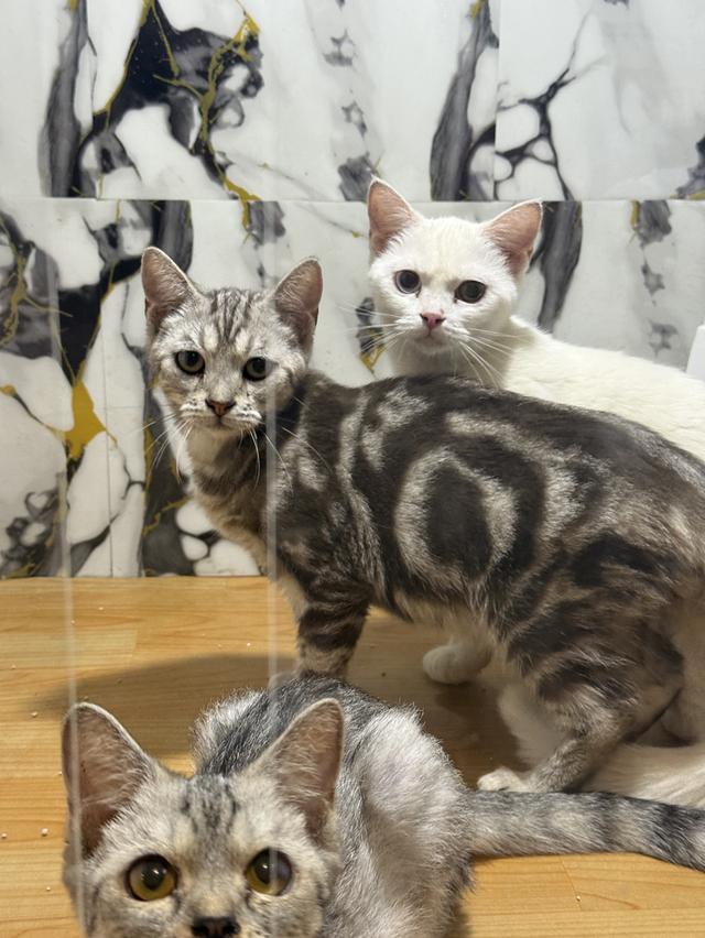 แมวพันธุ์อเมริกันช็อตแฮร์ 3