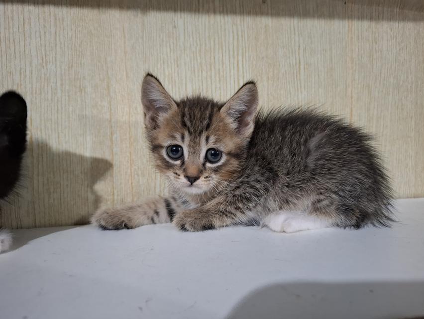 ลูกแมวครึ่งเปอร์เซีย+บริติช รูปที่ 13