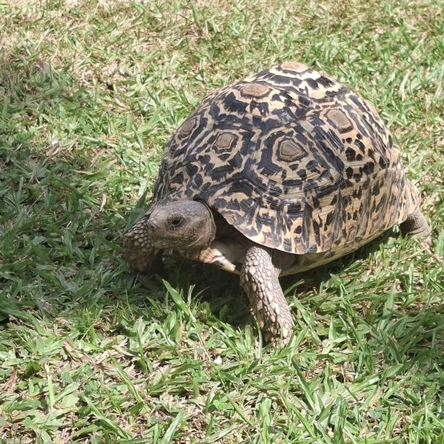 เป็นเต่าเสือดาว เพศผู้