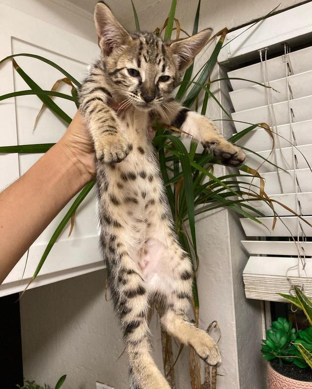 f7 savannah kittens for re-homing รูปย่อยที่ 3