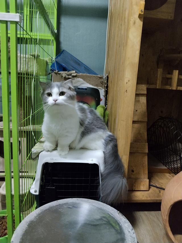 แมวพันธุ์มันซ์กิ้นขาสั้นเพศเมีย รูปที่ 5