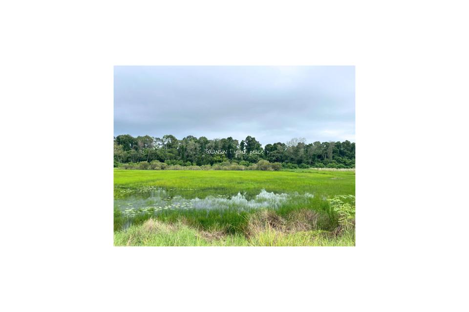 ขายที่ดินแปลงเล็กใกล้หาดสวนสน อ.เมือง จ.ระยอง 10