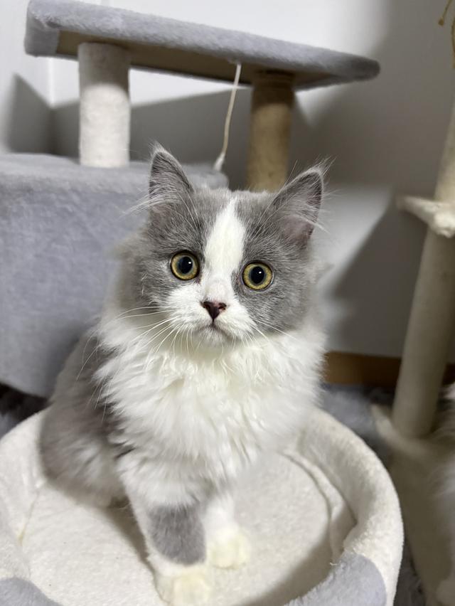 ดช สก็อตติช ลองแฮร์ 3