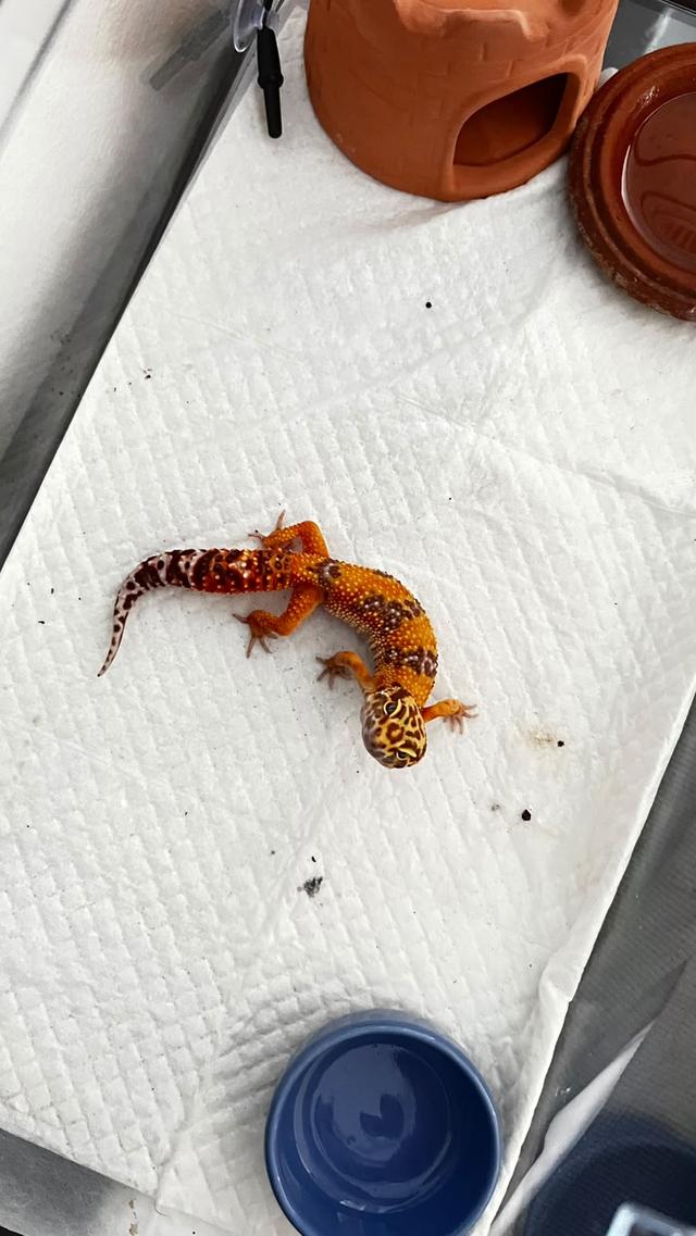 Spachel!!!   Leopard gecko + equipment รูปที่ 4