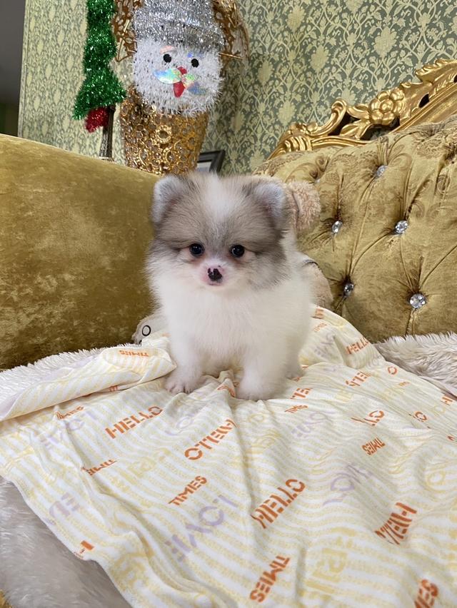 ลูกปอมเมอเรเนียนแท้ พร้อมย้ายบ้าน