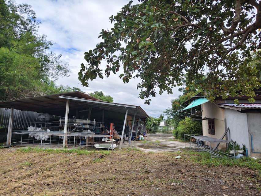 ที่ดินพร้อมอาคาร ห้องแถว โกดังเก็บของ 9