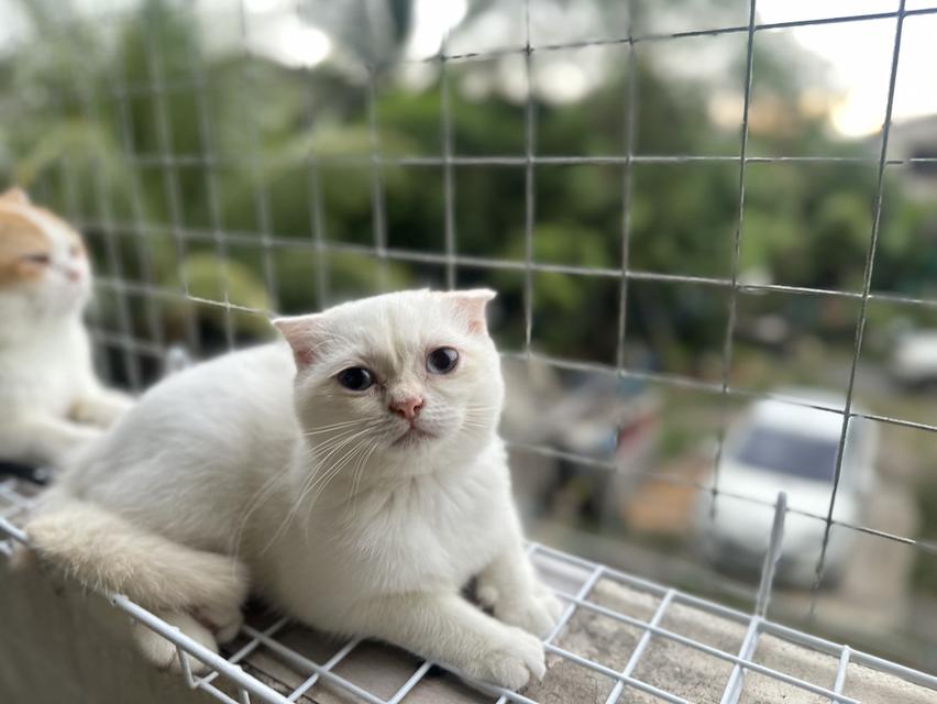 แมวสก็อตติชโฟลด์ เพศเมีย ลูกครึ่งบริติชฯ