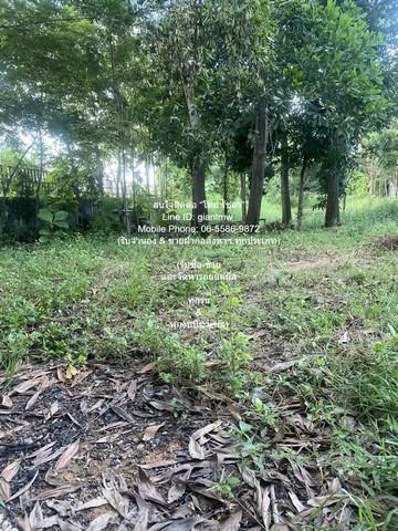 บ้าน //ถูกที่สุด//บ้าน+สำนักงาน และโกดัง บนเนื้อที่ 3-0-75 ไร่ @ถนนอยู่วิทยา หนองจอก ขนาด 75 ตร.ว. 0 งาน 3 ไร่ 3 นอน 125 5