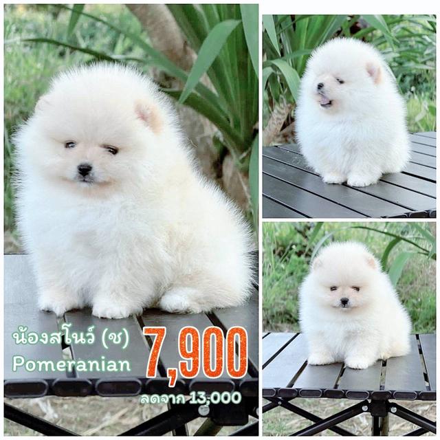 ปอมแท้สีขาว ขนแน่น เพศผู้