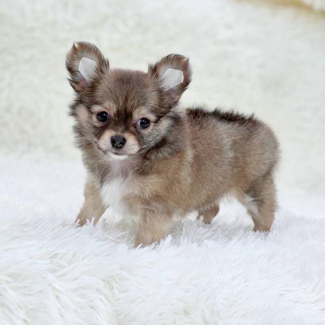 ชิวาวาแท้ขนยาว เพศผู้ 4