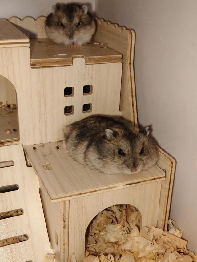 หนูแฮมสเตอร์ วินเทอร์ไวท์ (Winter White) 2