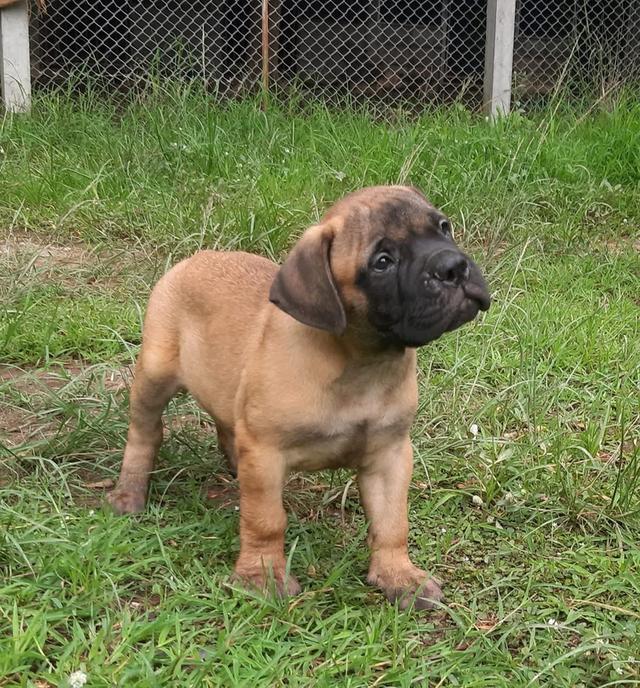 ลูกสุนัข Bullmastiff 2