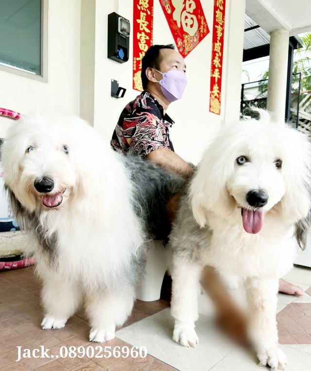 รับจับสุนัขผสมพันธ์ทุกสายพันธ์ 10