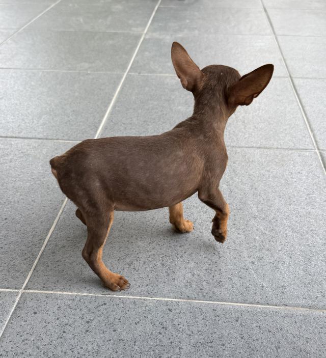ลูกสุนัขพันธุ์มิเนเจอร์ (Miniature Dogs) 11