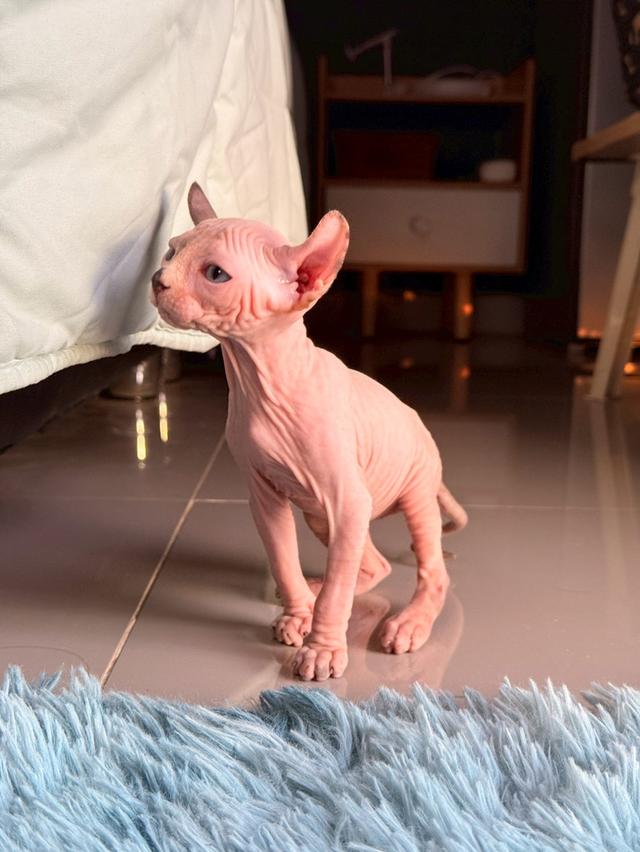 แมว สฟิงซ์ เพศ เมีย พร้อมย้ายบ้าน 6