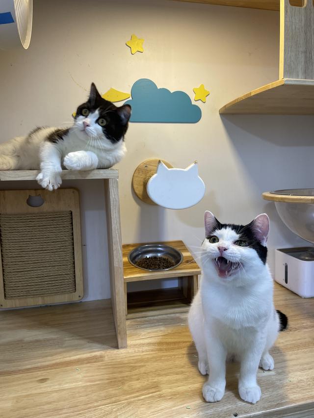 สก๊อตติช