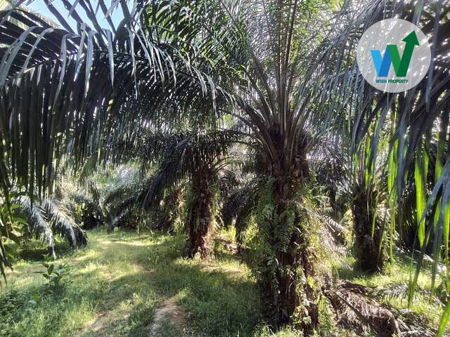 ขายสวนปาล์มน้ำมันที่ได้รับผลผลิตแล้วในควนขนุน 7