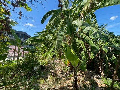 ขายที่ดินเปล่า 119 ตร.ว.ซอยคลองหลวง33 ต.คลองหนึ่ง อ.คลองหลวง จ.ปทุมธานี 6