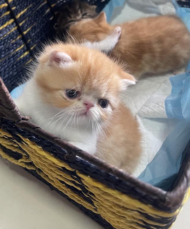 แมวexotic shorthair  2