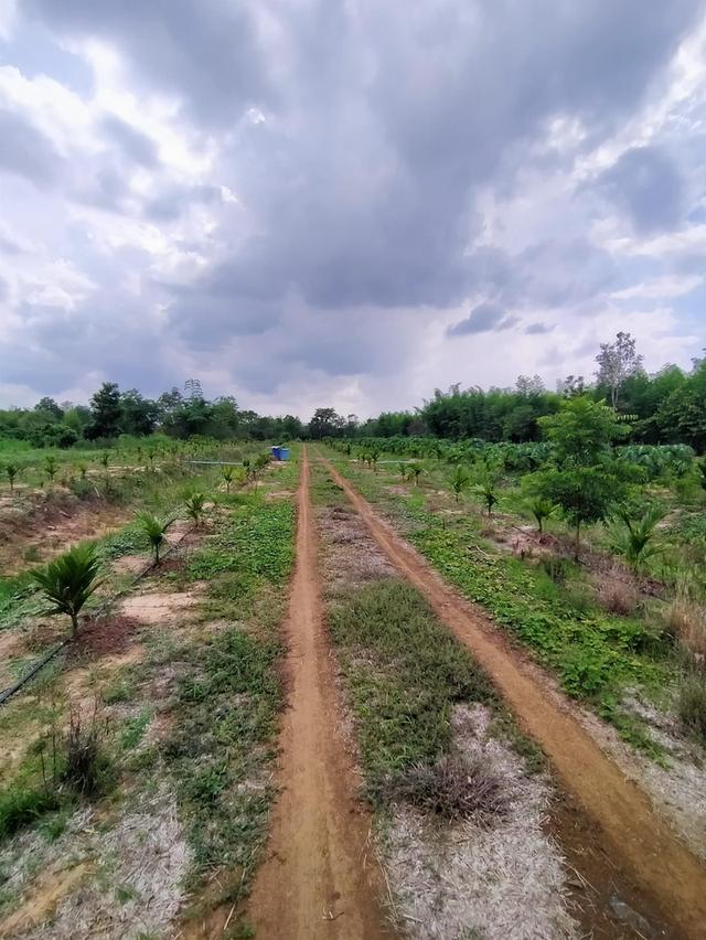 ขายที่ดินผืนสวย ๆ เอกสารสิทธิ์โฉนด ต.ทับช้าง อ.สอยดาว จ.จันทบุรี 9
