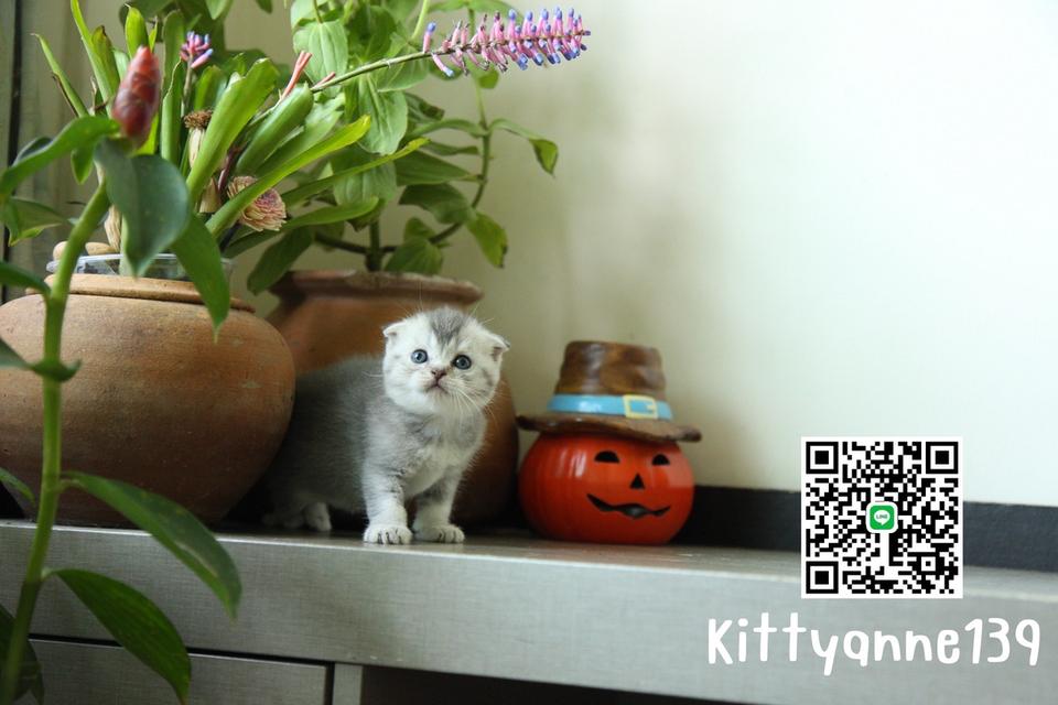 แมวสก็อตติชบริติชแท้