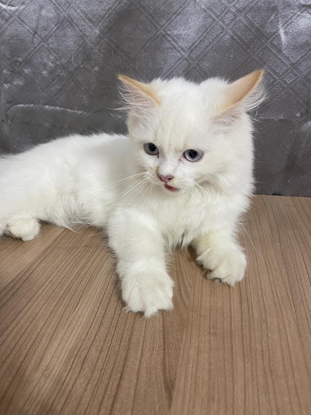 คนขายเลี้ยงเองครับ น้องแมวพันธุ์ อเมริกันเคิร์ลผสมหิมาลายัน เพศชาย ตาสีฟ้า รูปที่ 5