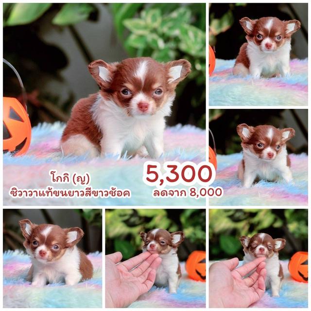 ชิวาวาแท้เพศเมีย สีขาวช็อค
