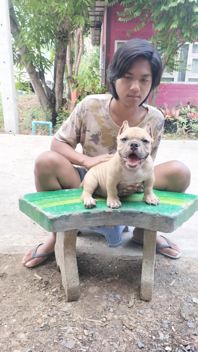 ลูกสุนัขอเมริกันบลูลี่ เอ็กโซติก