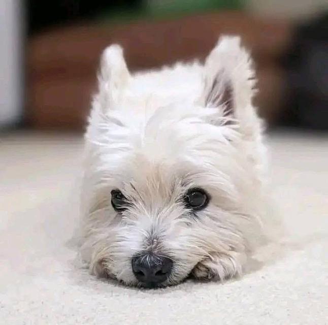 ลูกสุนัข West Highland White Terrier  2