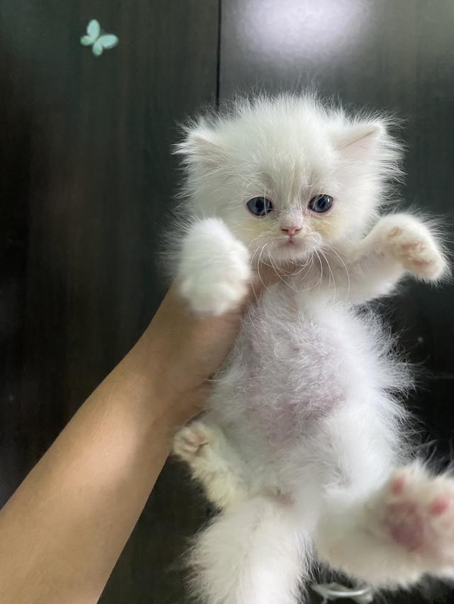 สก็อตติช ว่างแค่นี้แล้วนะคะ 2