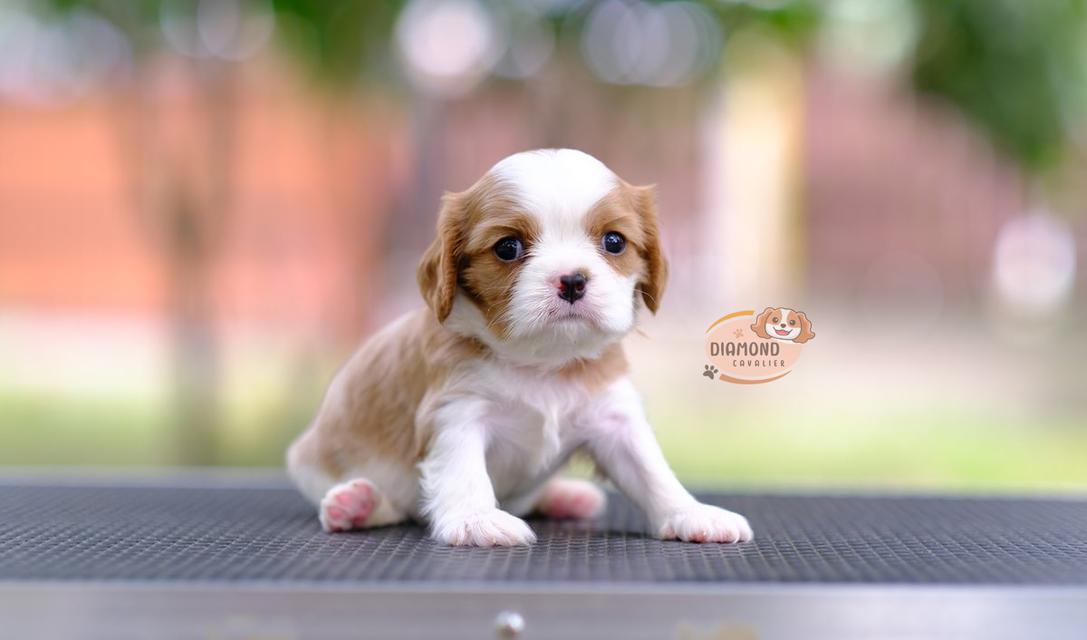 ลูกคาวาเลียร์ เพศผู้ ลูกพ่อไทยแชมป์